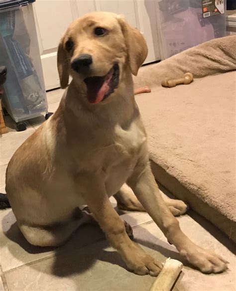 5 month labrador puppy